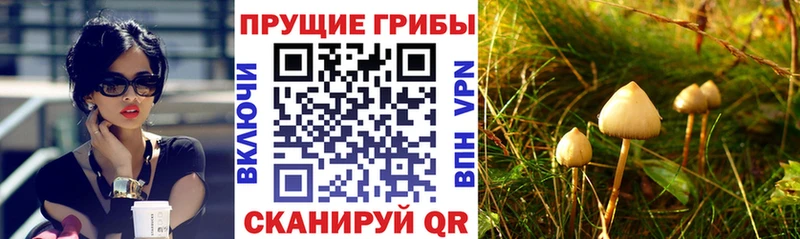 закладка  MEGA ссылка  Псилоцибиновые грибы Cubensis  Краснообск 